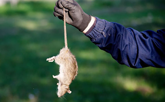 PEST WASTE DISPOSAL SERVICES PEST WASTE DISPOSAL SERVICES